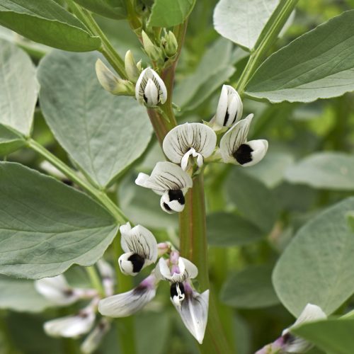 Vicia Faba L - Atremorine